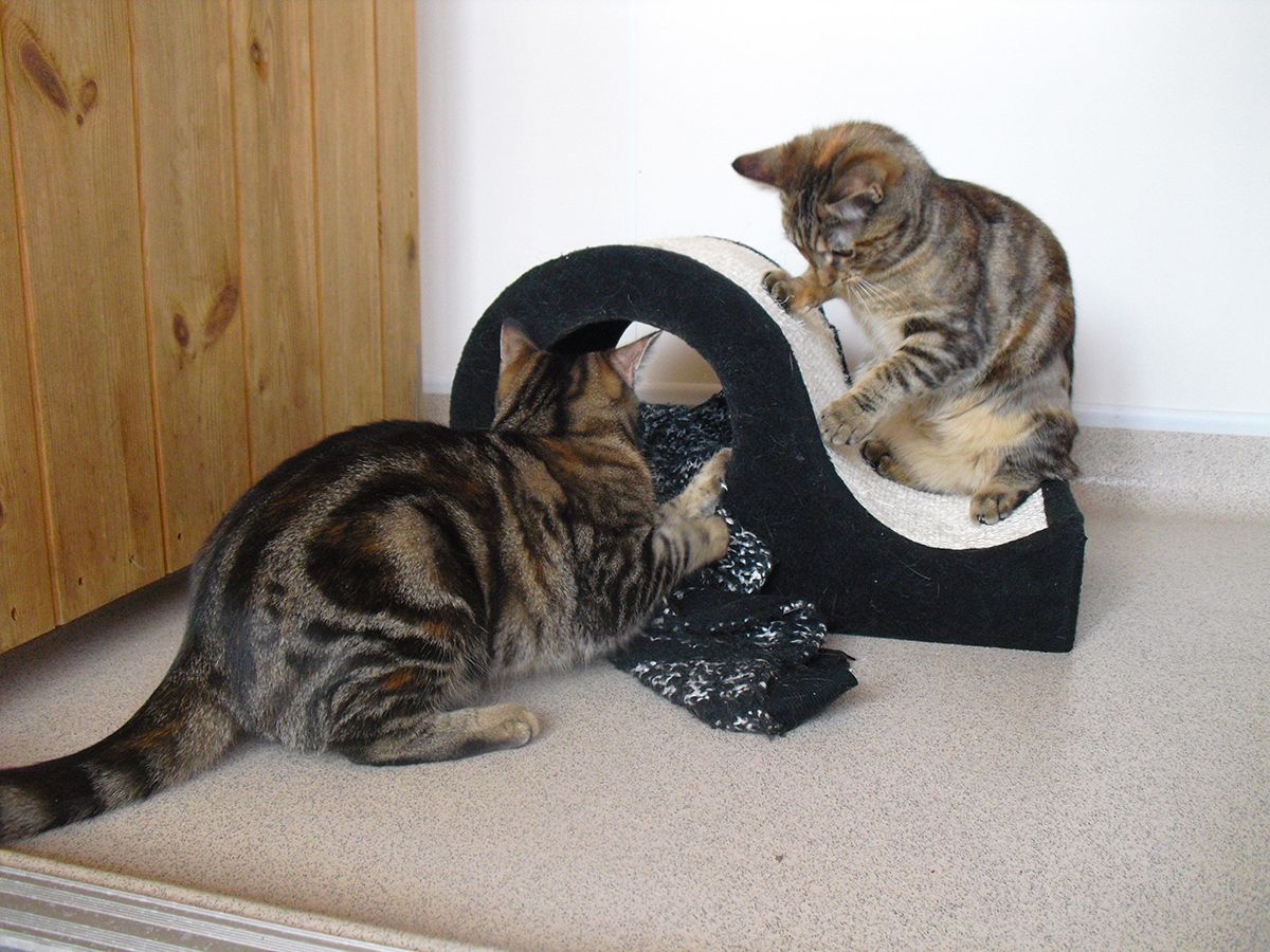 Cats playing