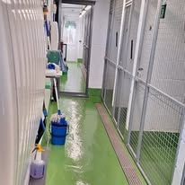 Two brown dogs sitting in a garden with purple flowers and a wooden fence.