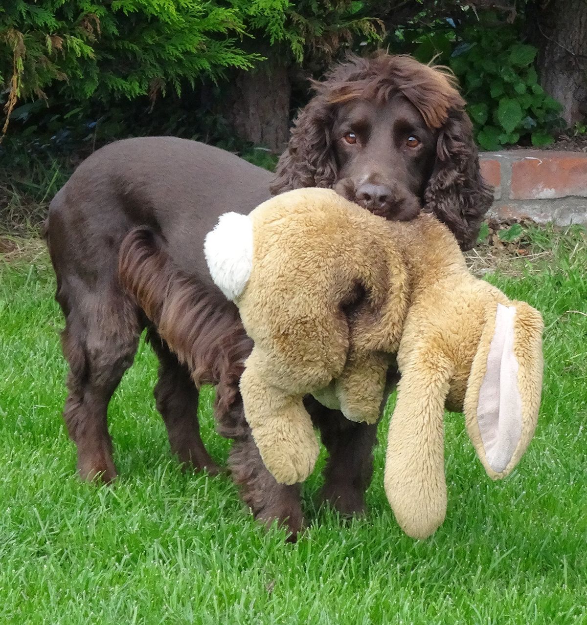 Dog carrying a teddy bear