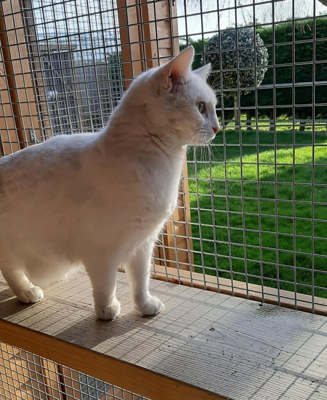 White cat looking out a window at a grassy yard, standing on a ledge in a cage-like structure.