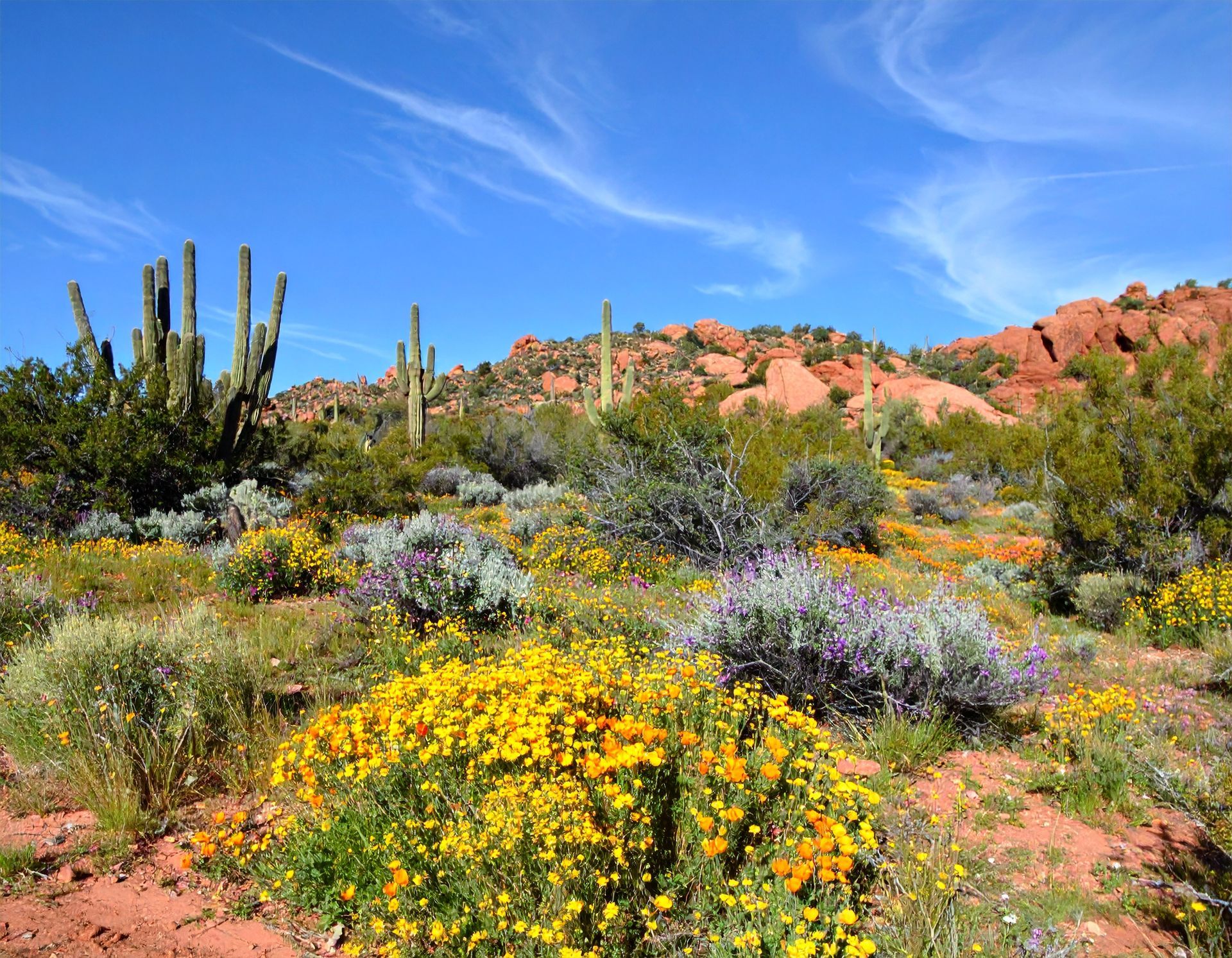 Desert wildflowers and cacti beneath red rock hills under a bright blue sky