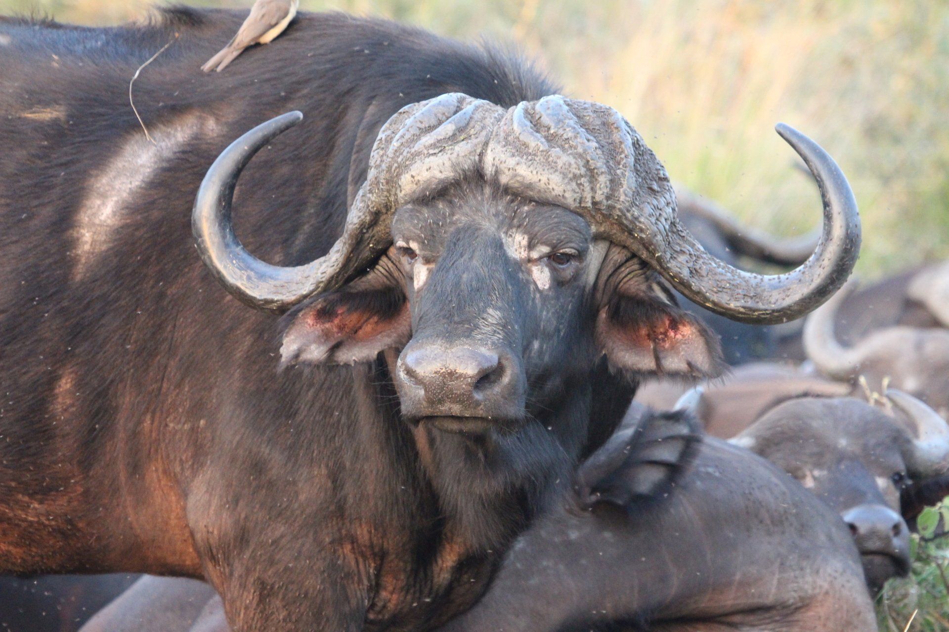 Baobab Ridge | Grumpy, unpredictable and gloriously wild