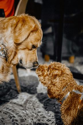 Two golden-brown dogs stand face-to-face on a patterned rug, looking at each other.