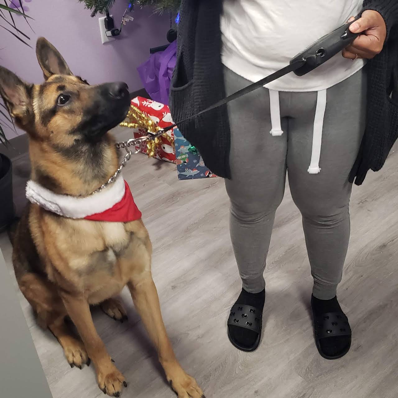 Simple Dog — Victorville, CA — Pampered Puppies