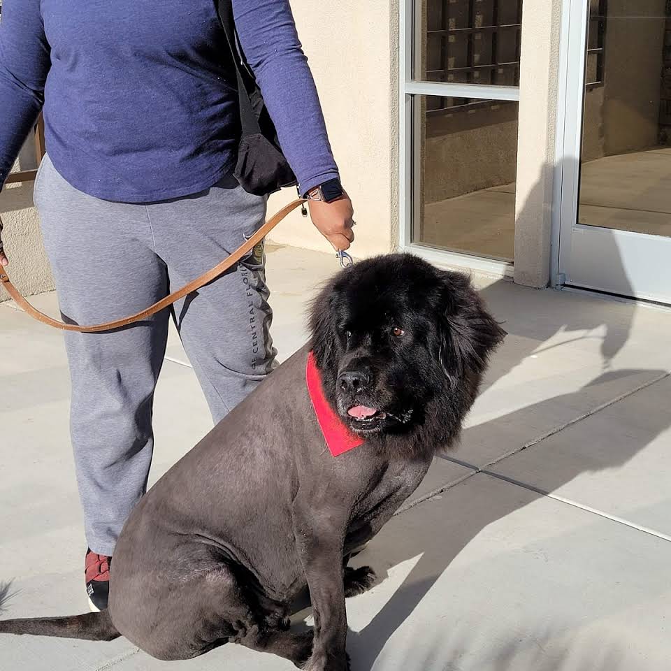 Sweet Dog — Victorville, CA — Pampered Puppies