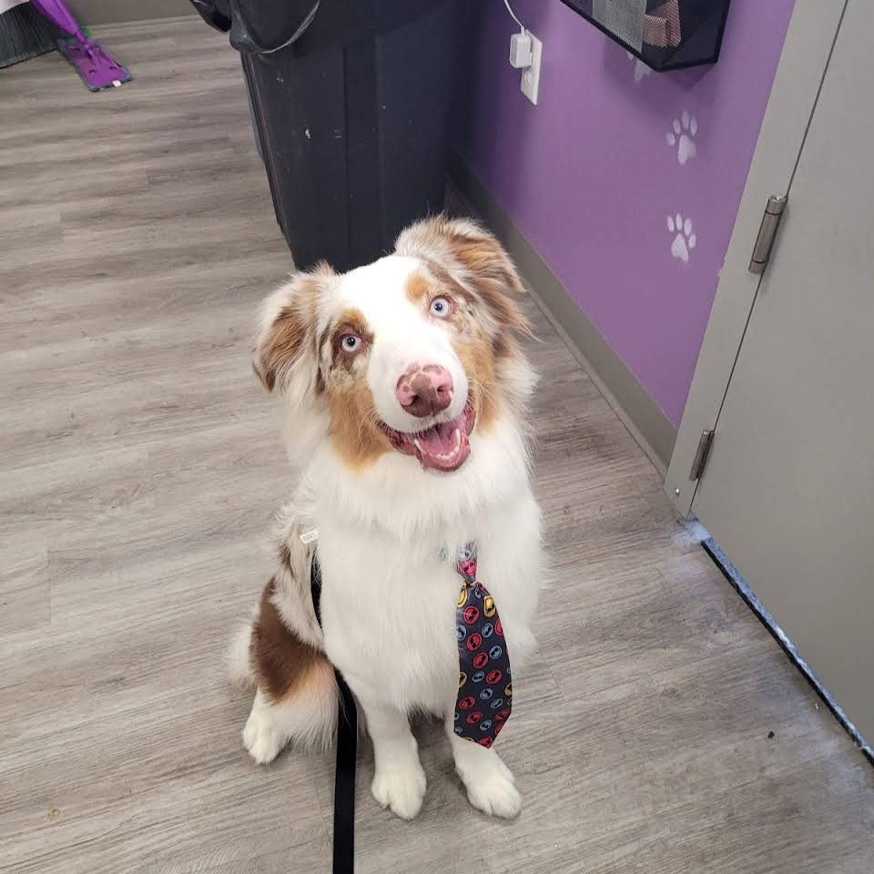 Captivating Dog — Victorville, CA — Pampered Puppies