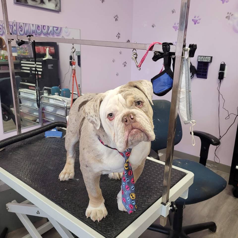 Bulldog — Victorville, CA — Pampered Puppies
