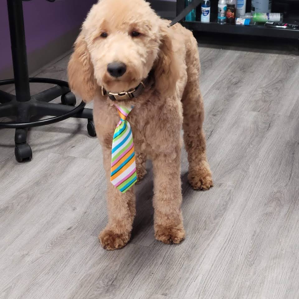 Brown Cute Dog — Victorville, CA — Pampered Puppies