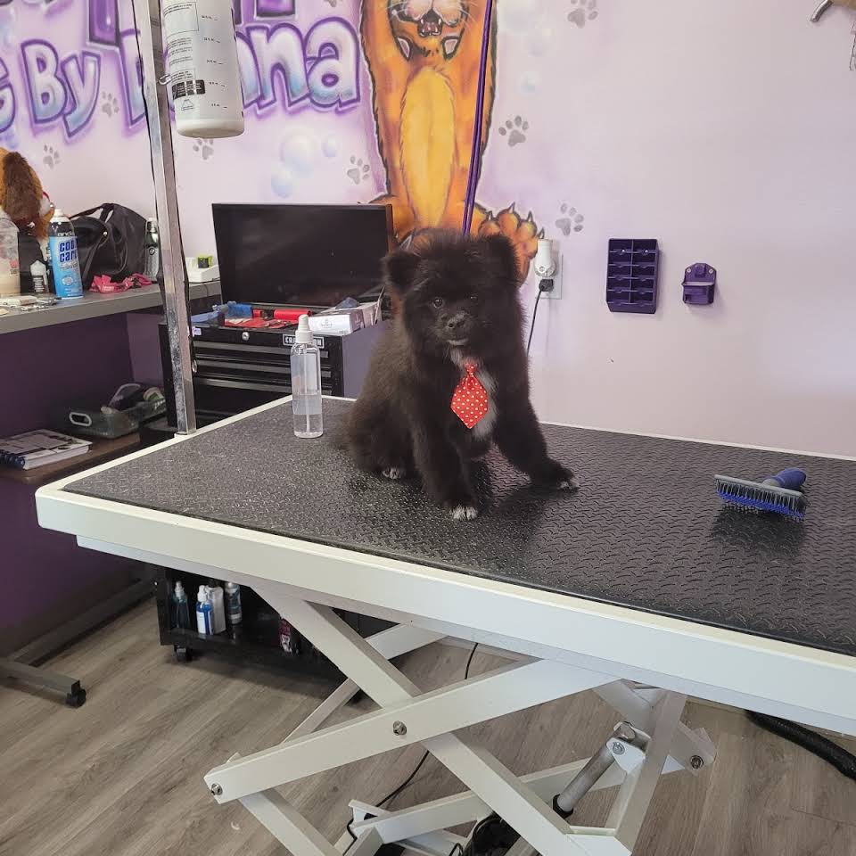 Delightful Dog — Victorville, CA — Pampered Puppies