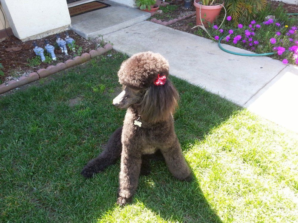 Lovable Dog — Victorville, CA — Pampered Puppies