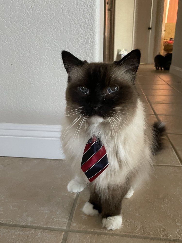 Cat with Necktie — Victorville, CA — Pampered Puppies