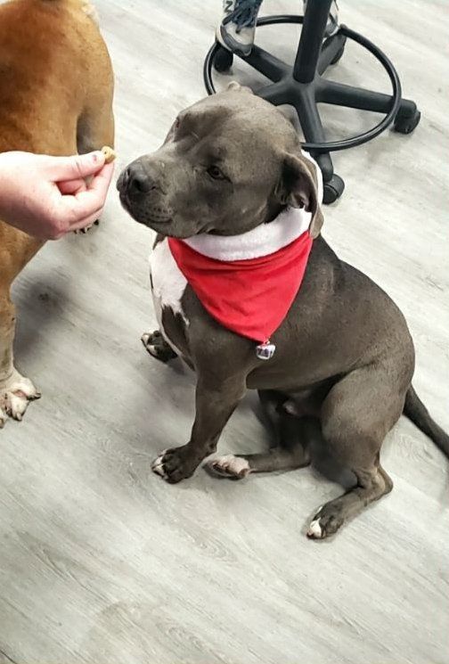 Groomed Dog — Victorville, CA — Pampered Puppies