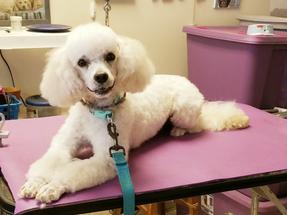 Dog Grooming — Victorville, CA — Pampered Puppies
