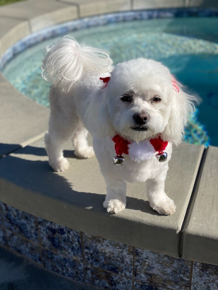 White Dog — Victorville, CA — Pampered Puppies