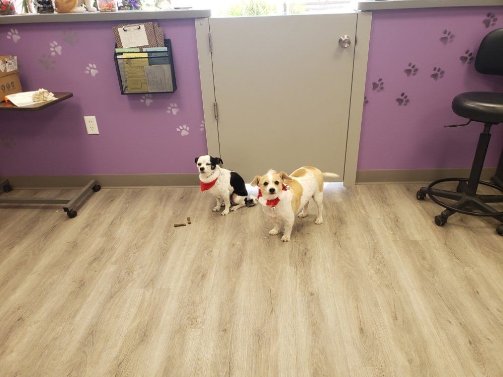 Dog & Cat Grooming Gallery Hesperia, CA Pampered Puppies