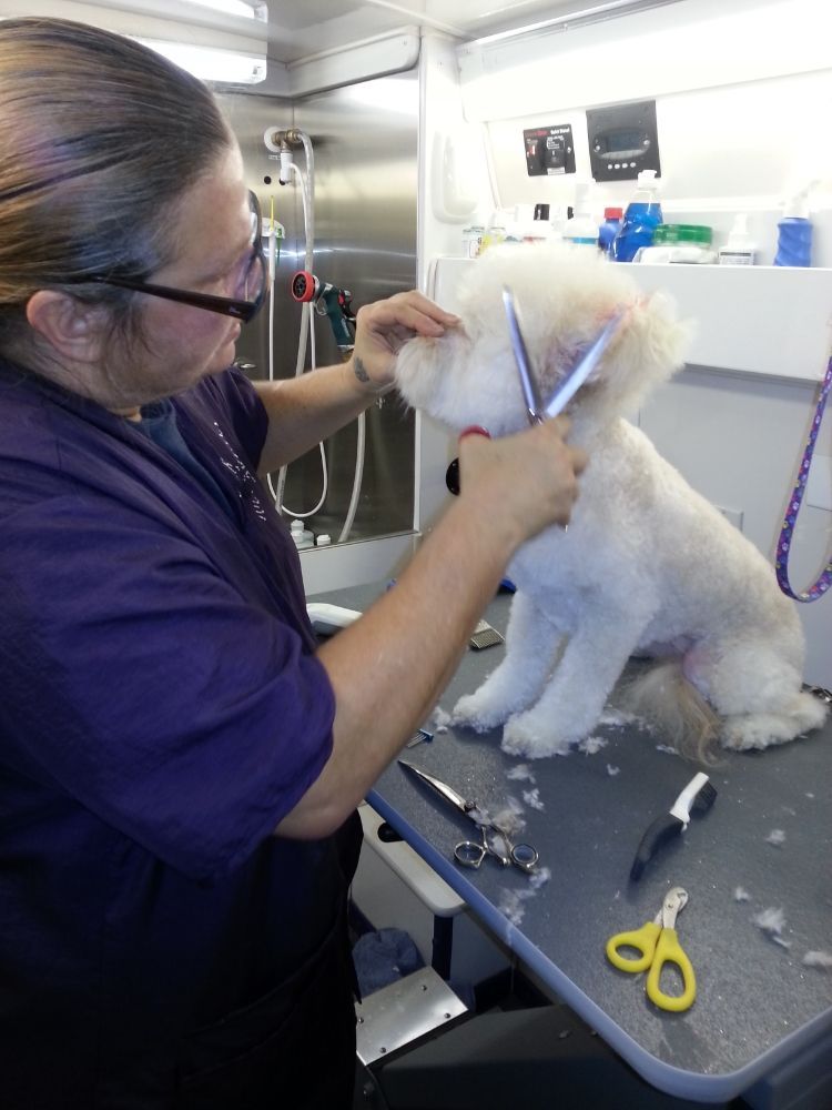 Dog & Cat Grooming Gallery Hesperia, CA Pampered Puppies