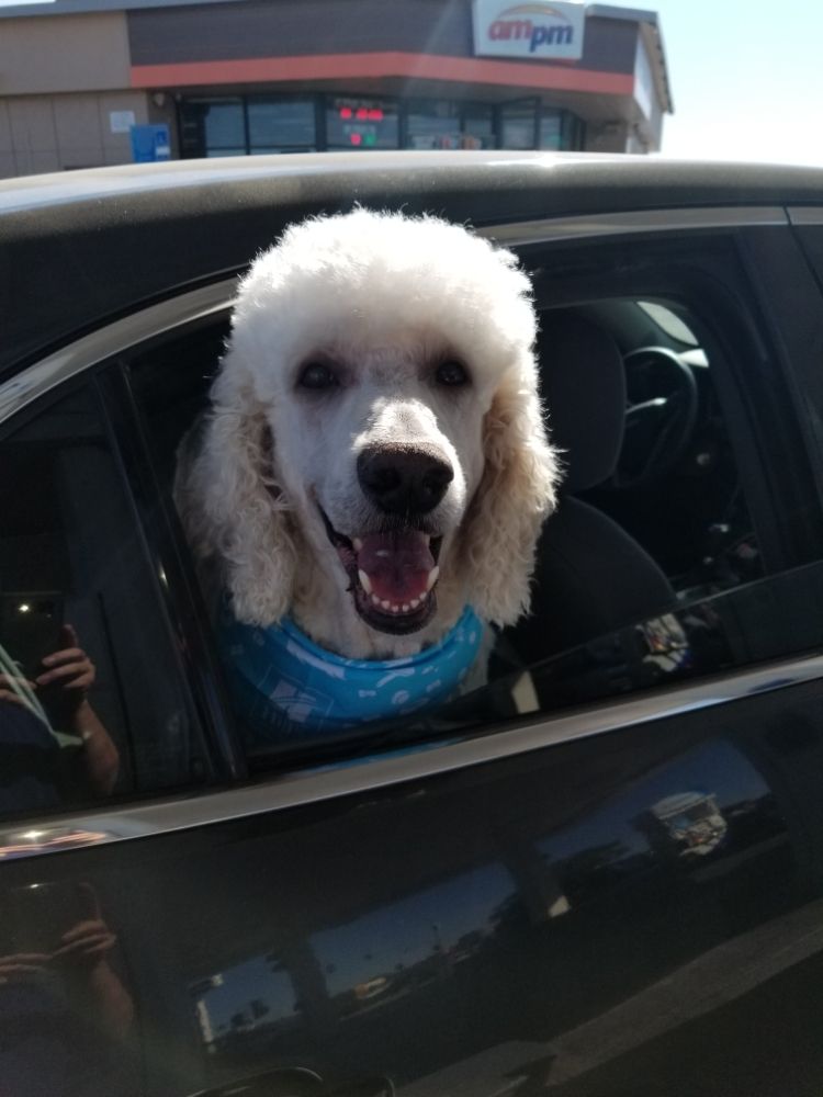 Dog & Cat Grooming Gallery Hesperia, CA Pampered Puppies