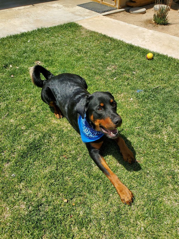 Local Pet Grooming Victorville, CA Pampered Puppies