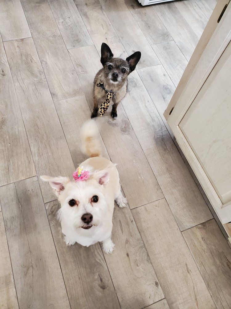 Charming Dogs — Victorville, CA — Pampered Puppies