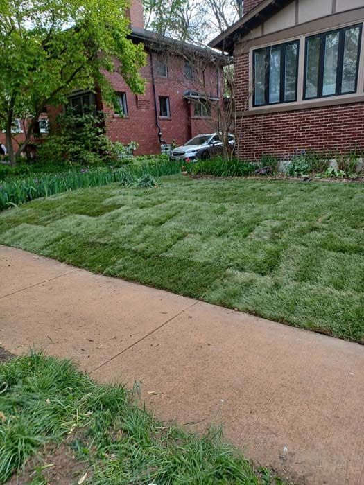 A lush green lawn next to a sidewalk in front of a brick house.