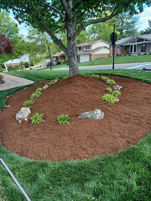A tree is sitting on top of a pile of mulch in a yard.