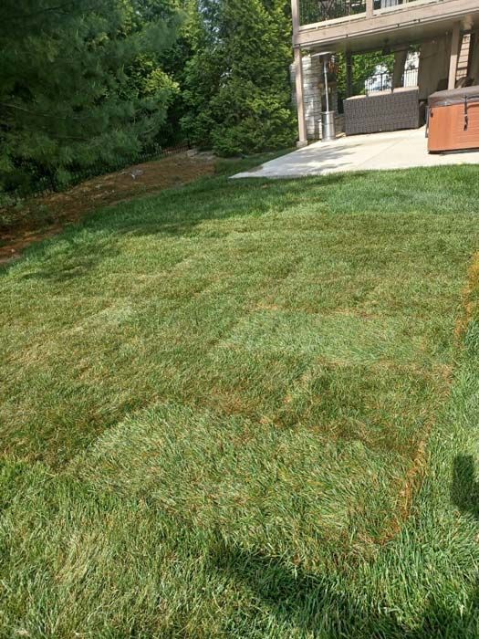 A lush green lawn with a patio in the background.