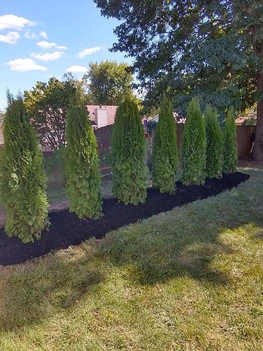 A row of trees in a yard with black mulch.
