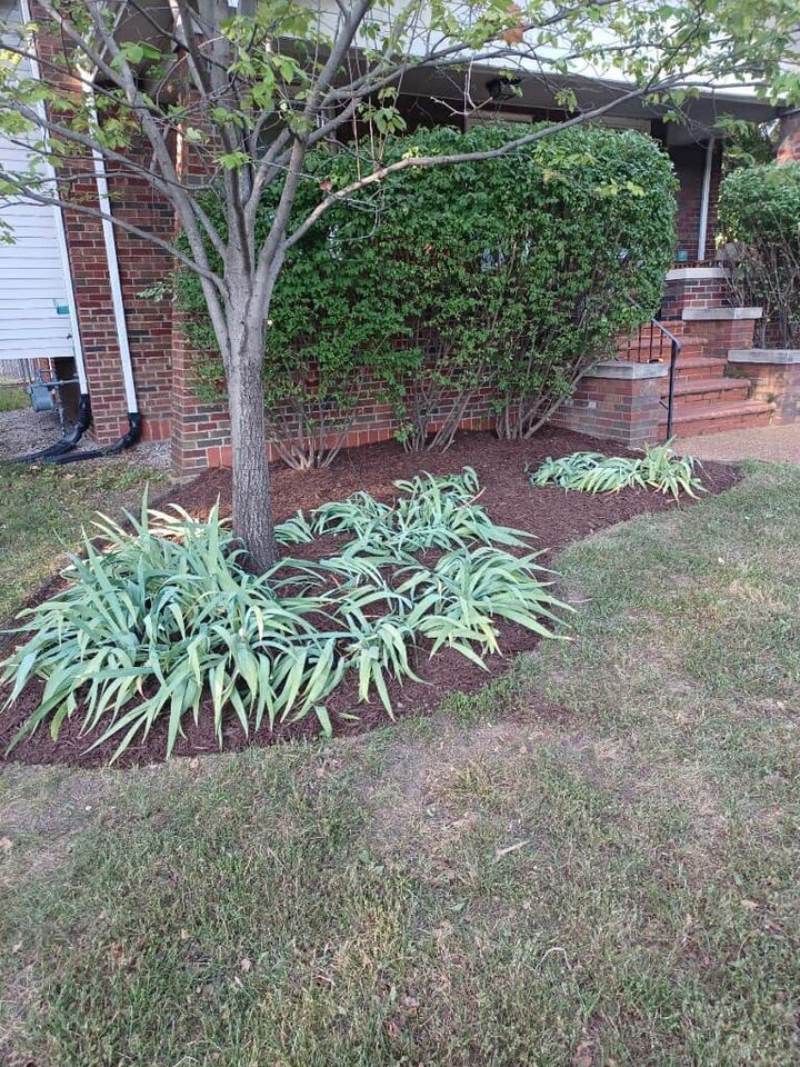 A lawn with a tree and bushes in front of a house.
