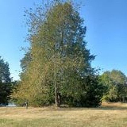 There is a large tree in the middle of a field.