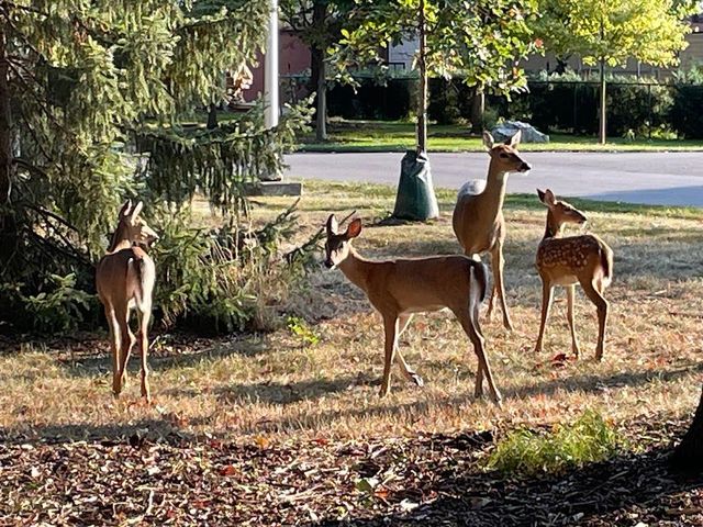 Deer eating vegitation in Sylvania