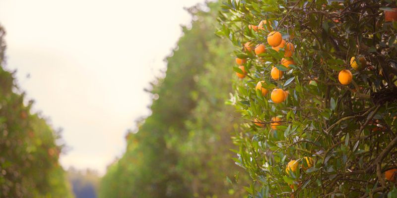 A bunch of oranges hanging from a tree in an orchard.