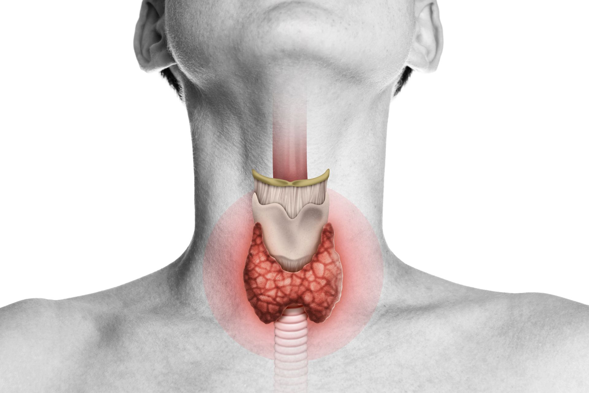 tireoide e metabolismo