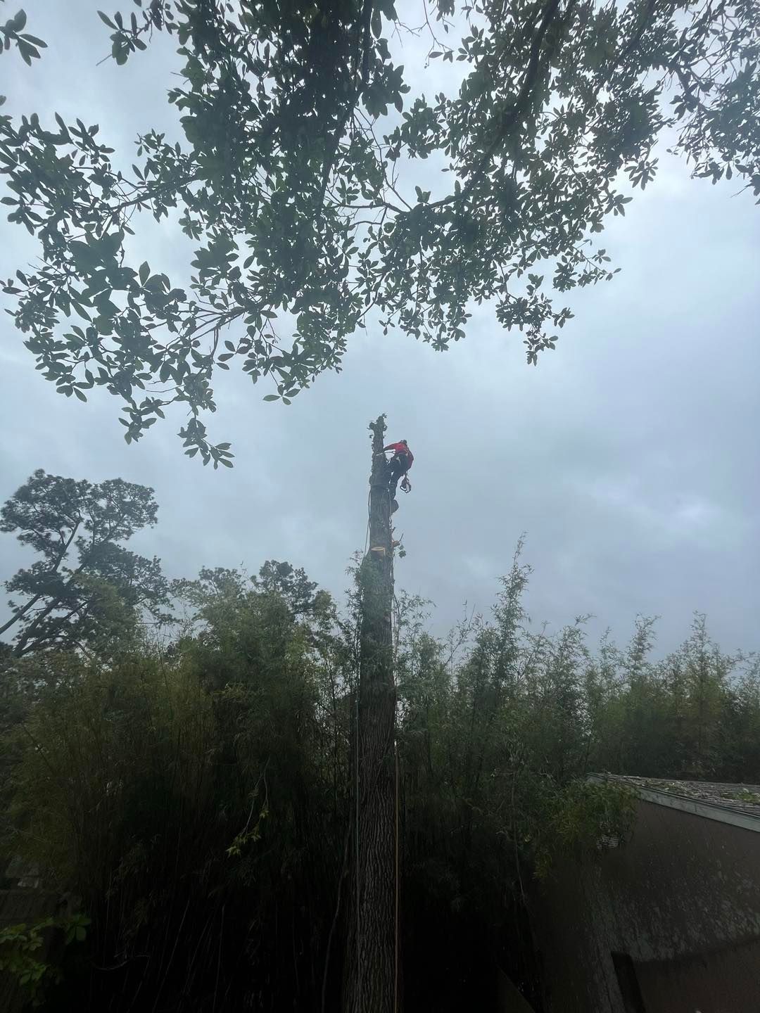 A person in a red shirt is perched near the top of a tall, branchless tree trunk during a professional tree removal.