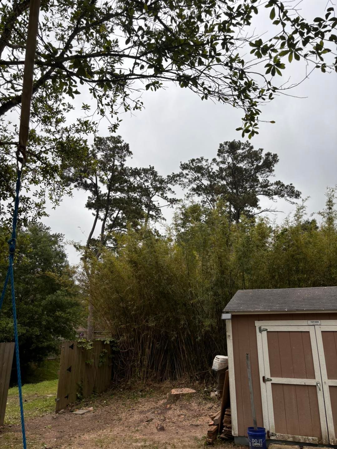 A brown shed stands in a yard next to a thicket of bamboo, with tall trees under an overcast sky in the background.