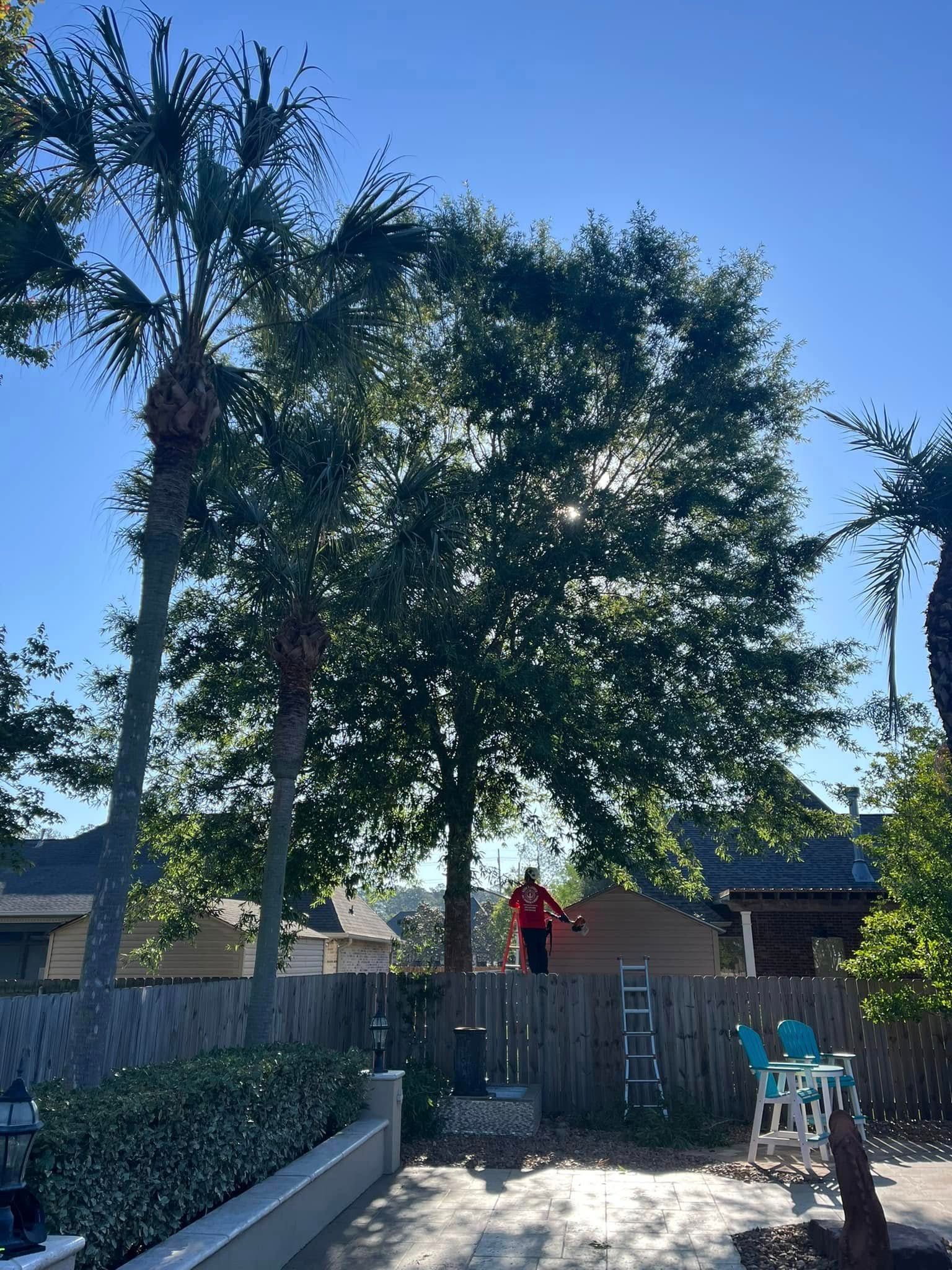 A person in a red shirt works in a backyard tree behind a wooden fence, with tall palm trees nearby under a blue sky.