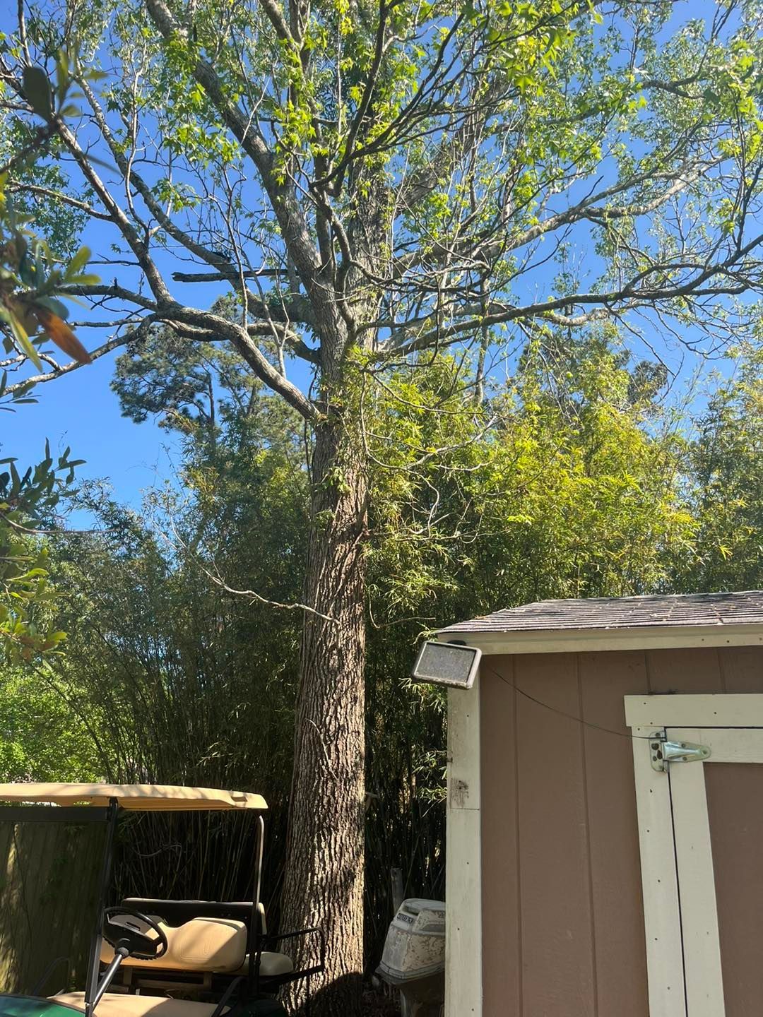 A tall, rough-barked tree stands next to a brown shed and a parked golf cart under a bright blue sky.