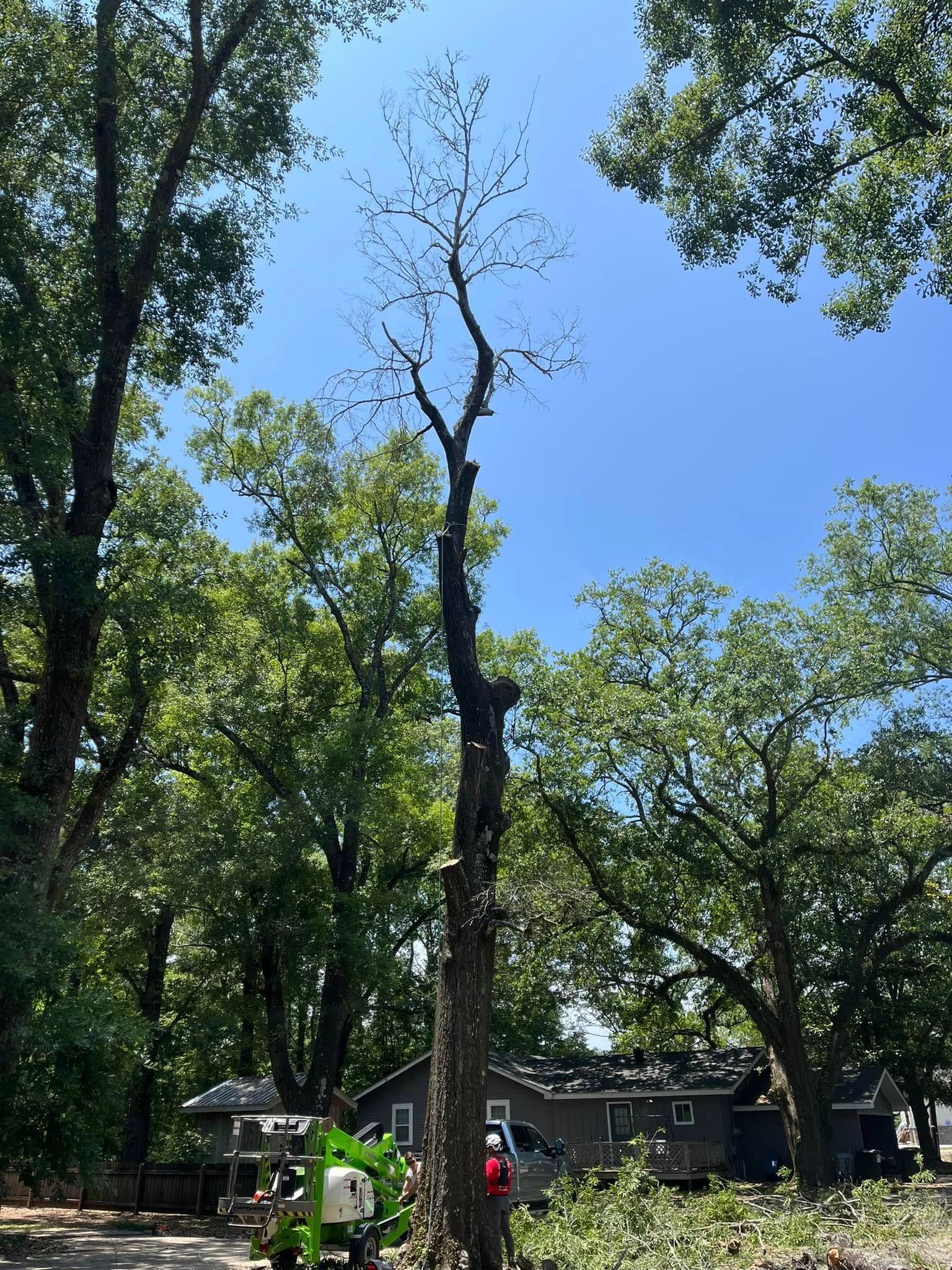 A person in a bucket lift prunes a tall, bare tree in a wooded residential yard.