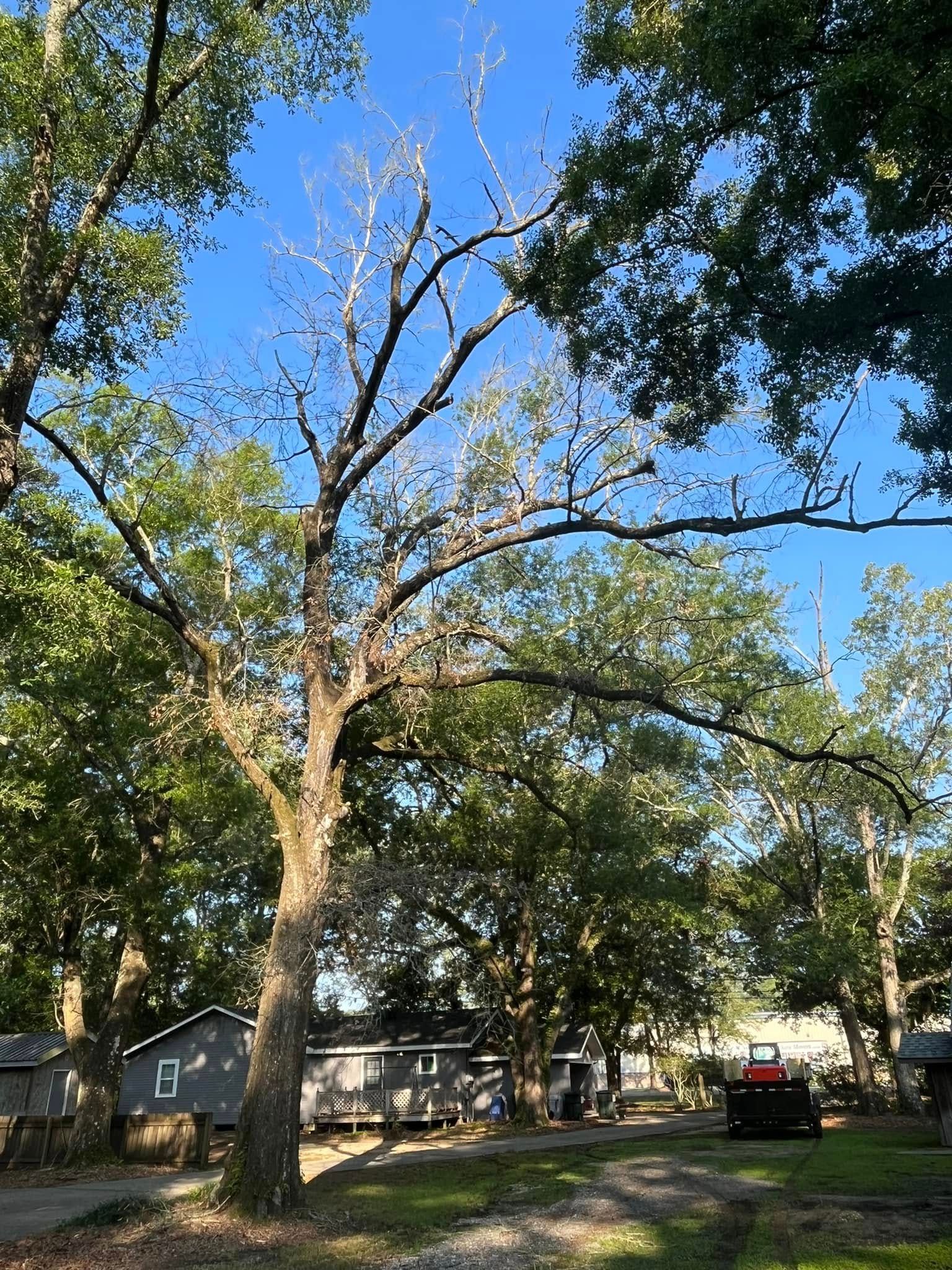 A large, partially dead oak tree stands in a yard near a house and a piece of construction equipment under a blue sky.