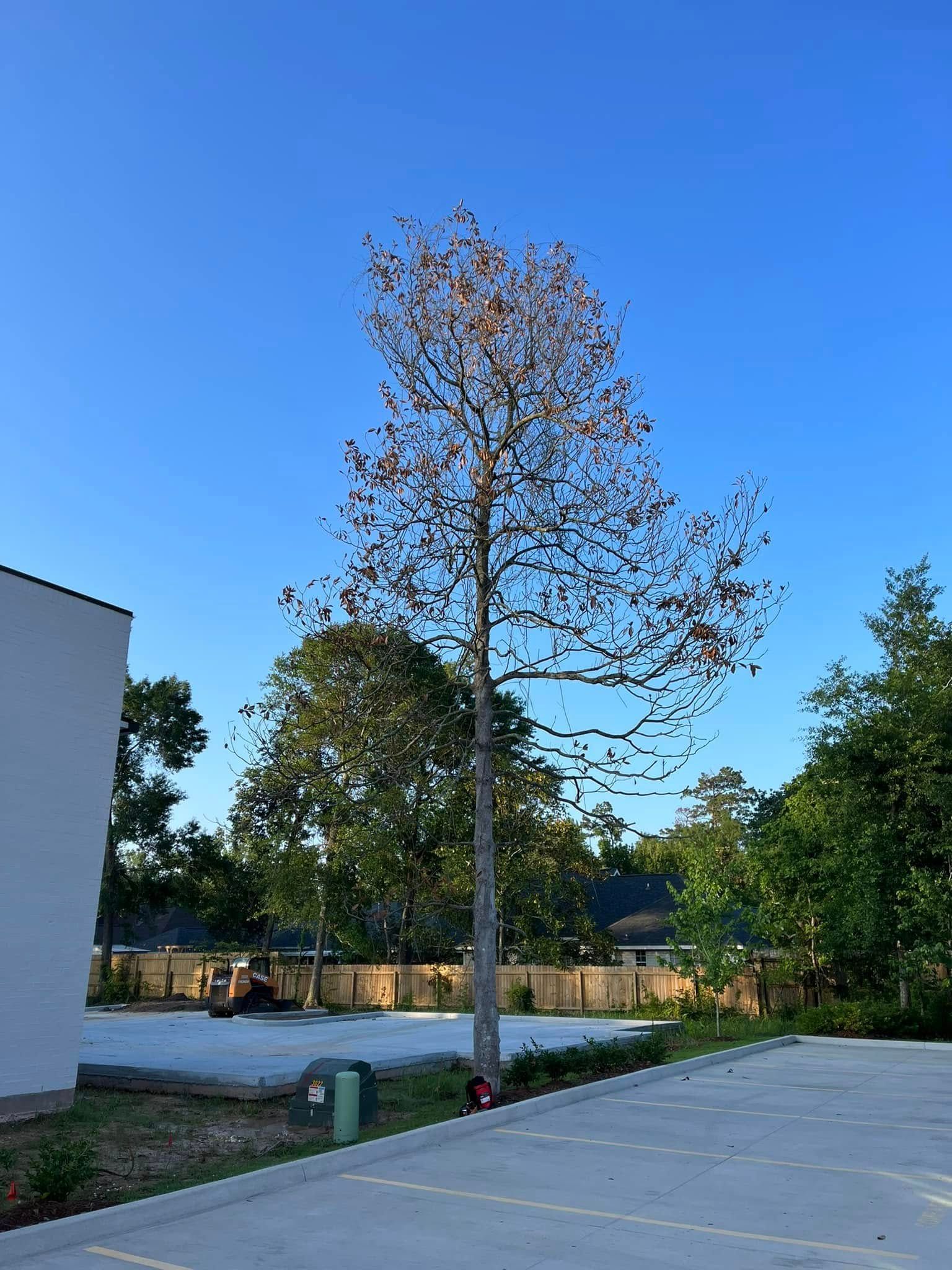 A tall, thin tree with brown, dry leaves stands in a parking lot next to a white building under a clear blue sky.