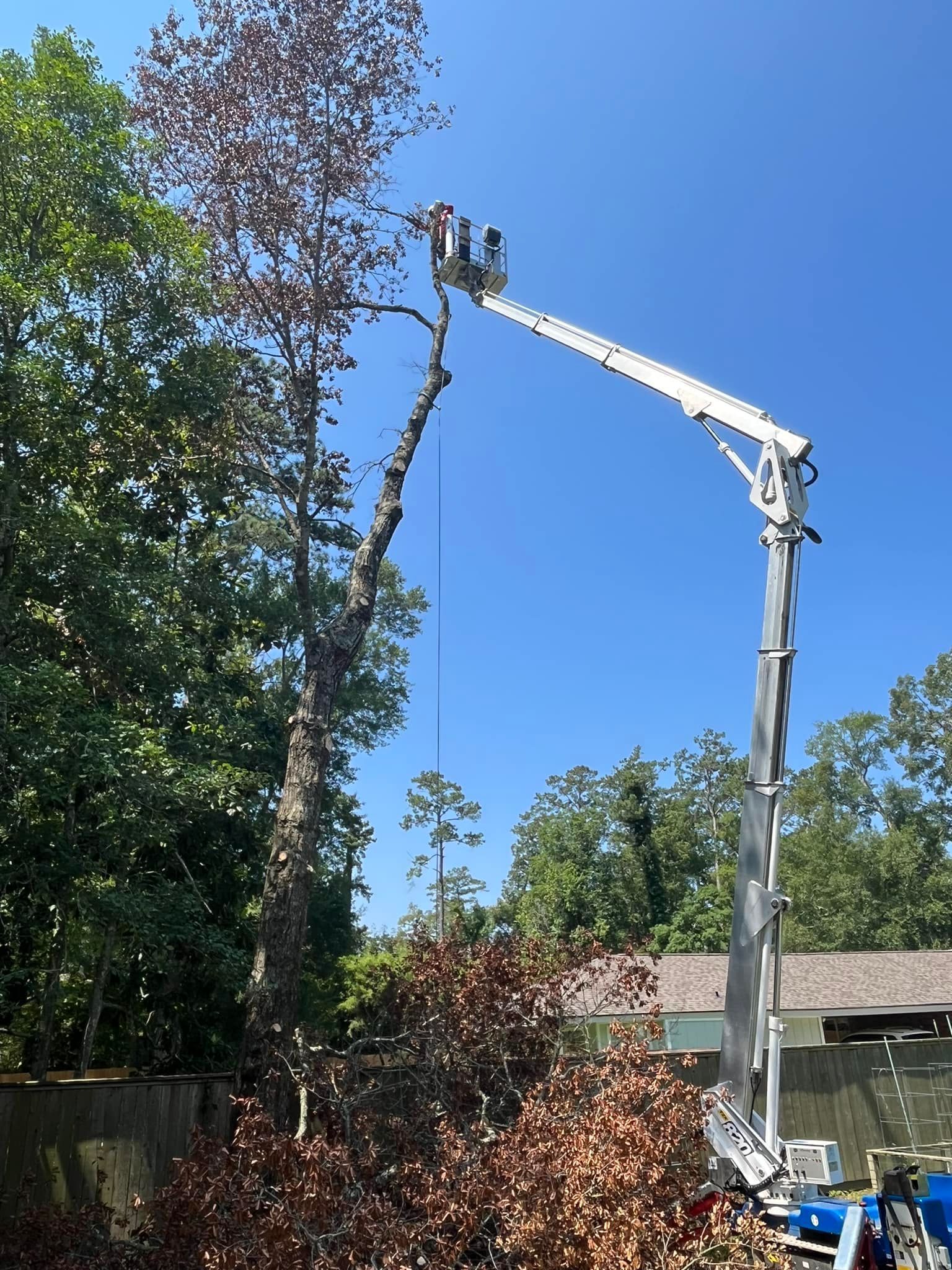 A worker in a bucket truck lift trims a tall, partially bare tree against a clear blue sky.