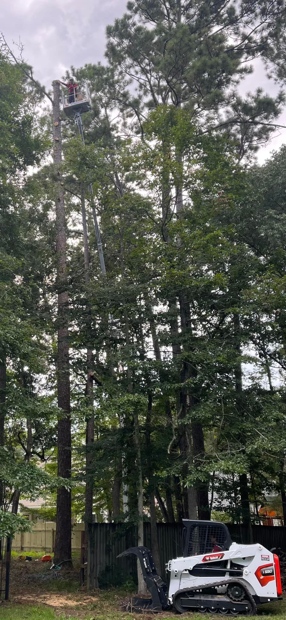 A person in a harness works high in a tree, with a Bobcat skid-steer parked on the ground below in a wooded yard.