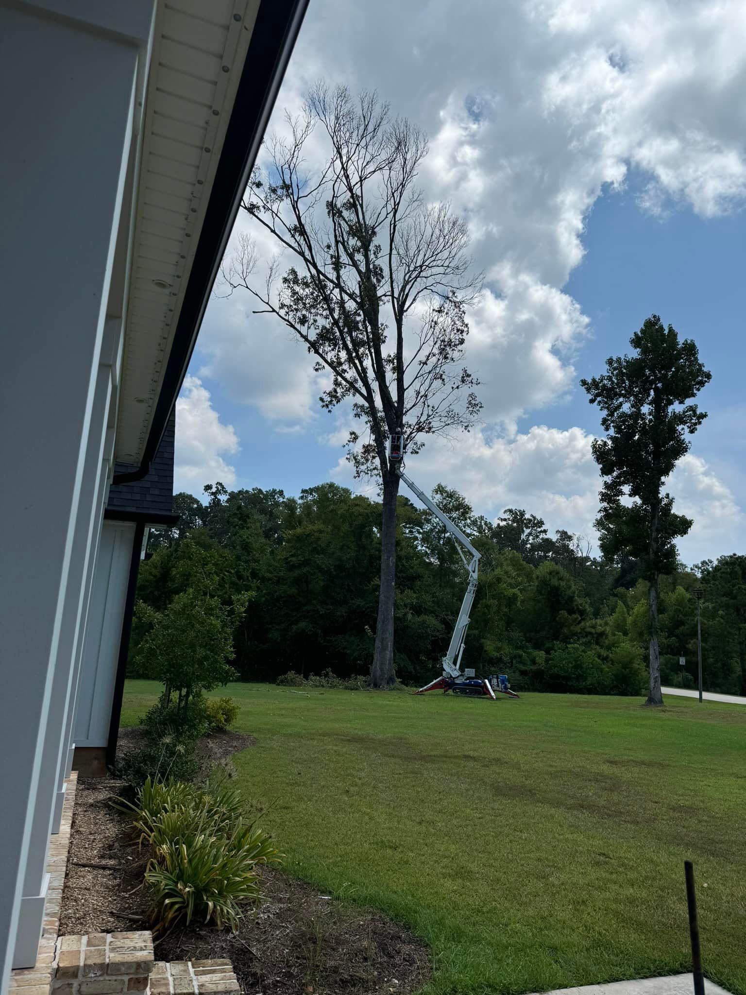 A large tree is being trimmed in a grassy yard by a worker in a hydraulic lift bucket against a cloudy blue sky.