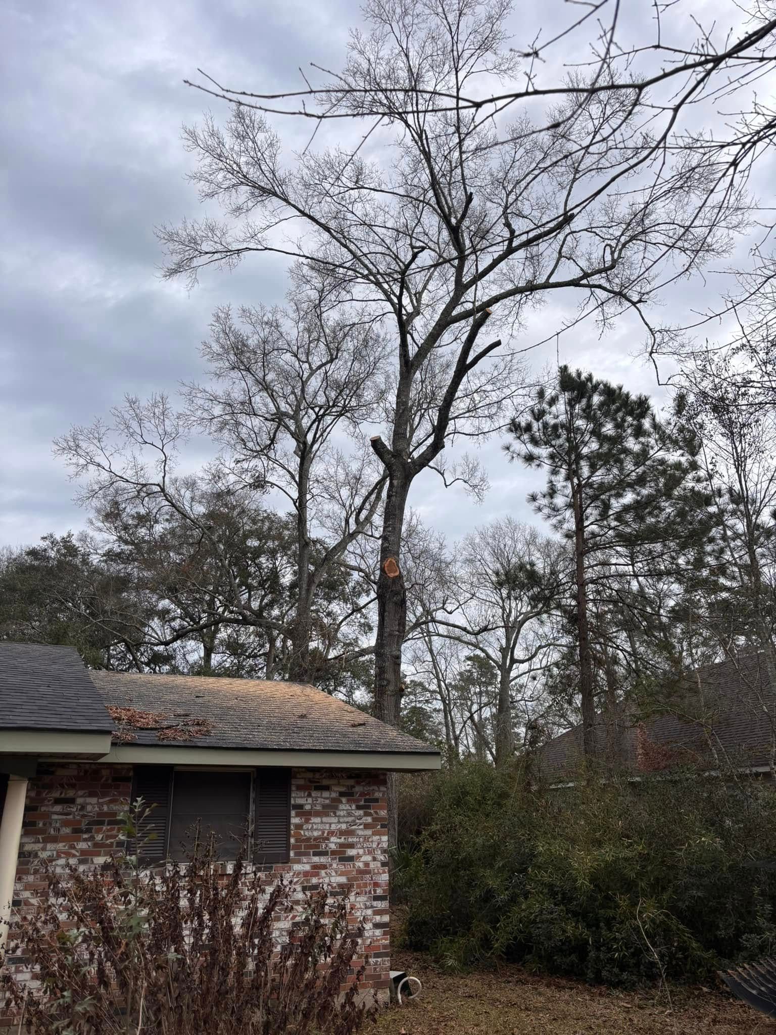 A tall, partially trimmed tree towers behind a brick house under a cloudy sky, with debris scattered on the roof.