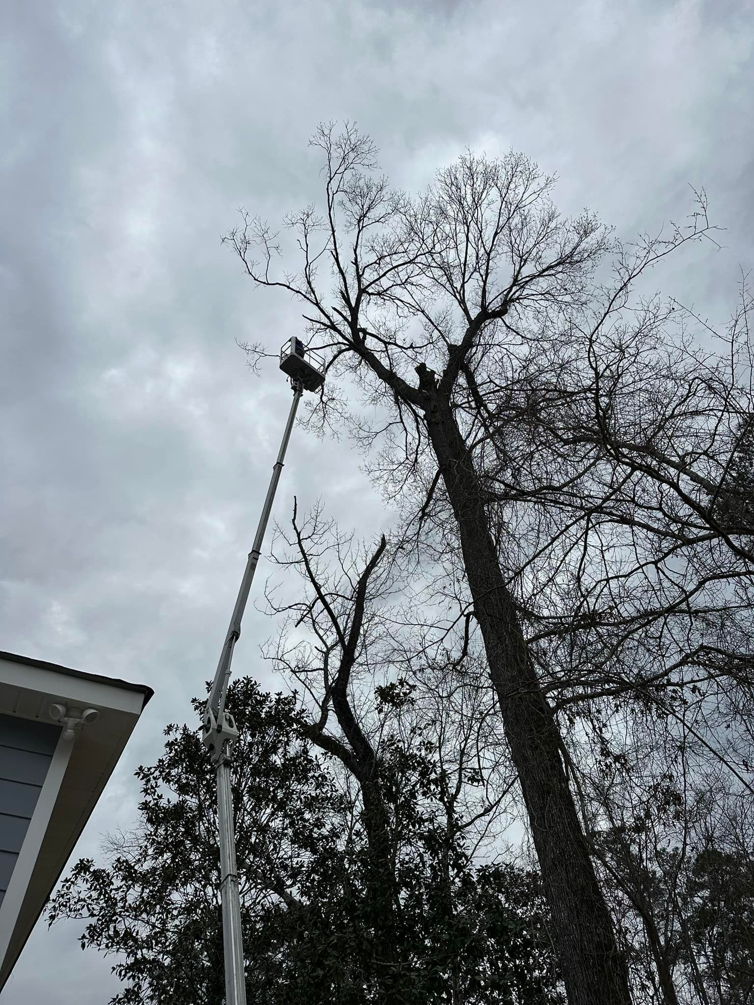 A person in a bucket truck lift prunes high branches from a bare, tall tree against an overcast sky near a house roof.