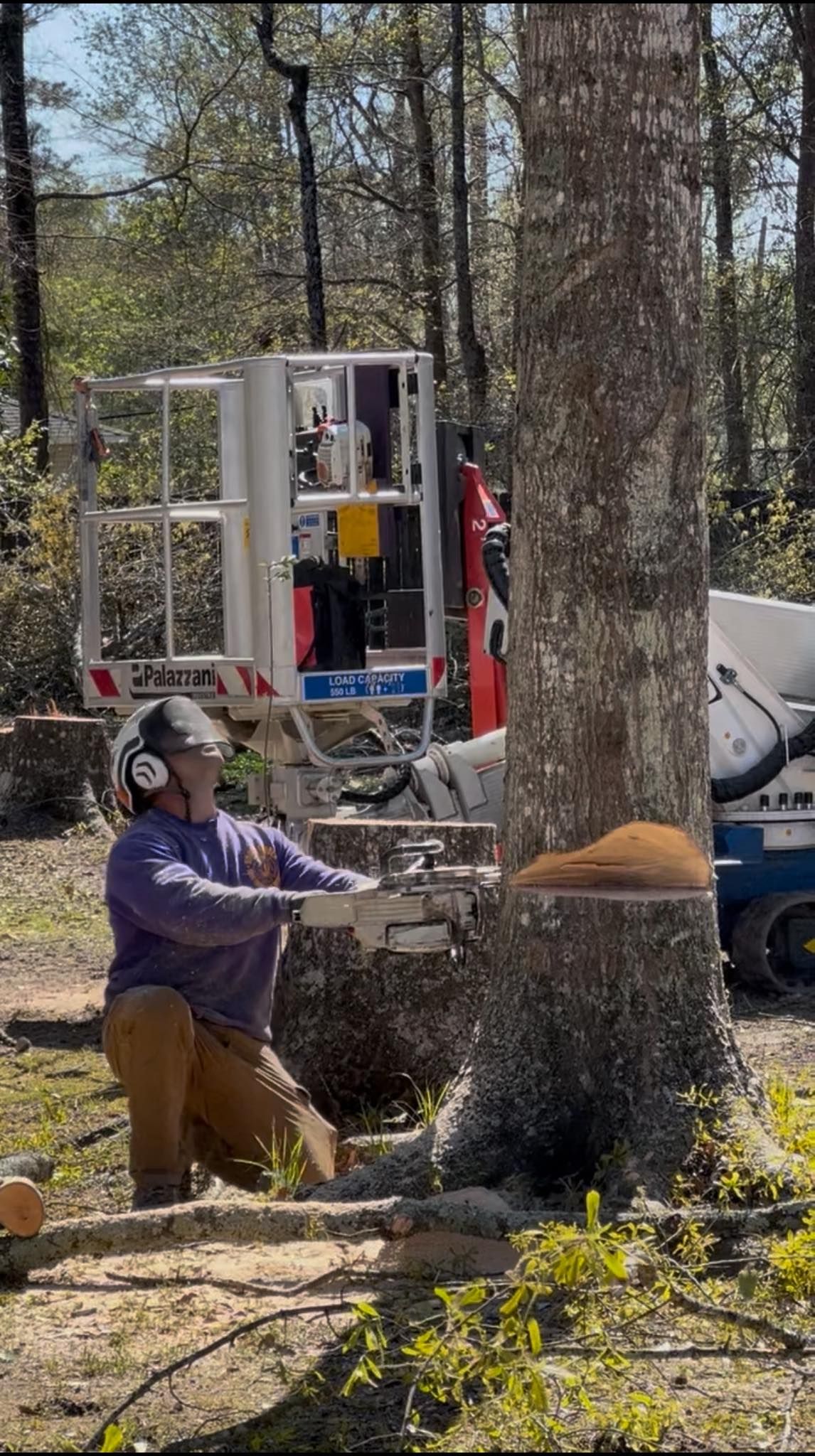 A person in a purple shirt and protective gear kneels while using a chainsaw to cut a tree trunk in a wooded area.
