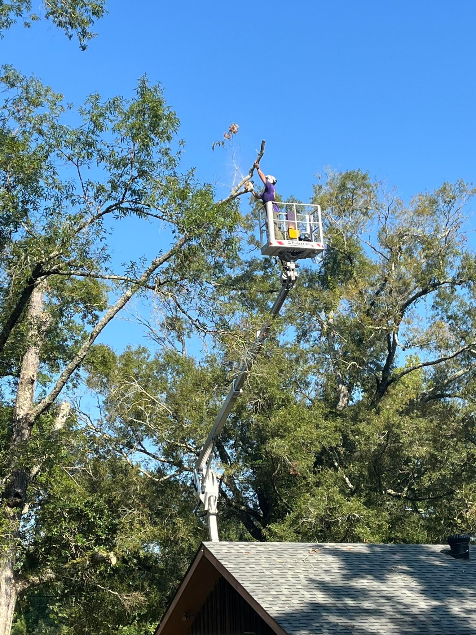 A worker in a bucket lift truck trims branches from a tall, leafy tree above a house roof under a clear blue sky.