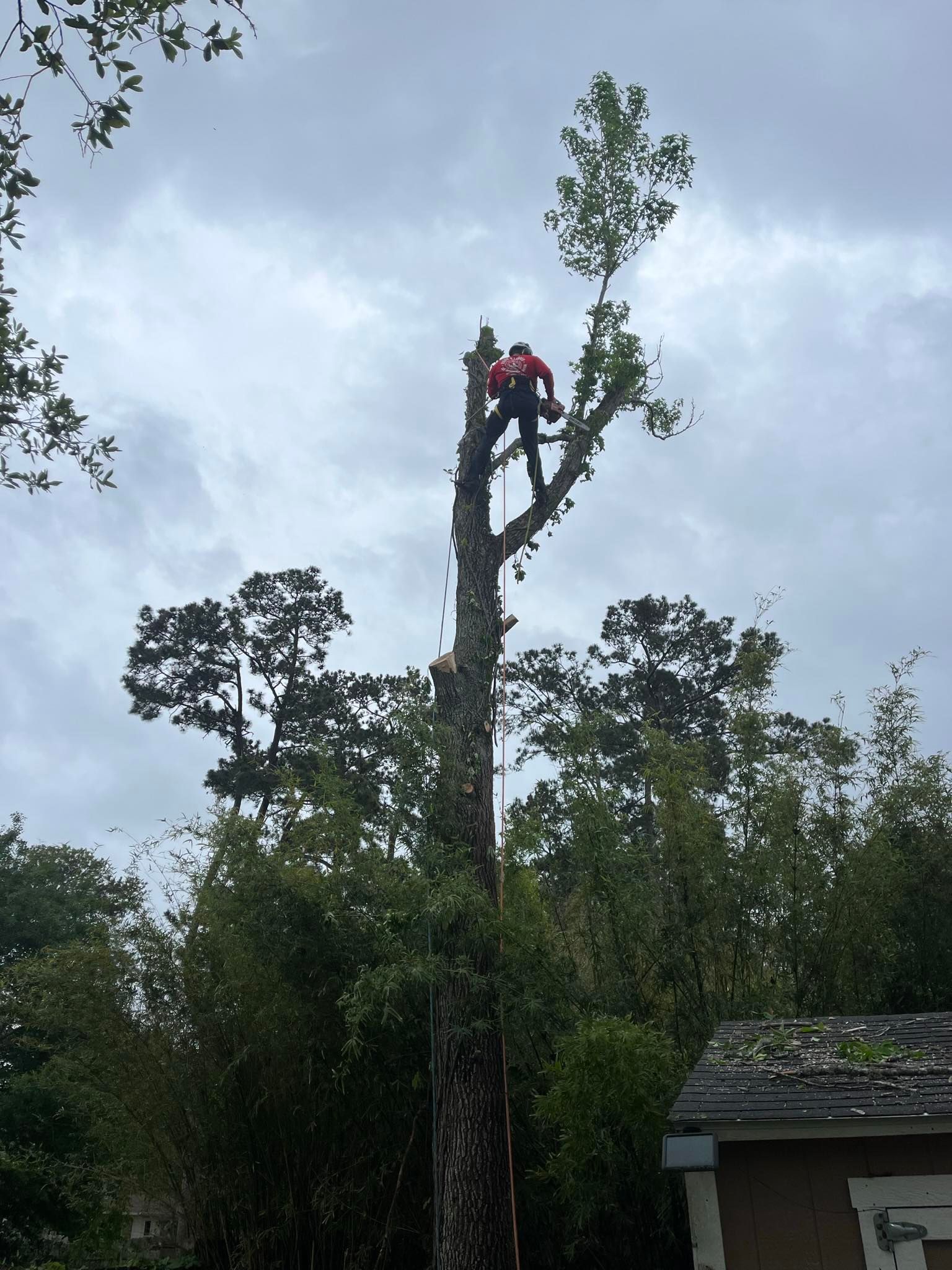 An arborist in a red shirt perched high in a tree using a chainsaw to prune branches against a cloudy sky.
