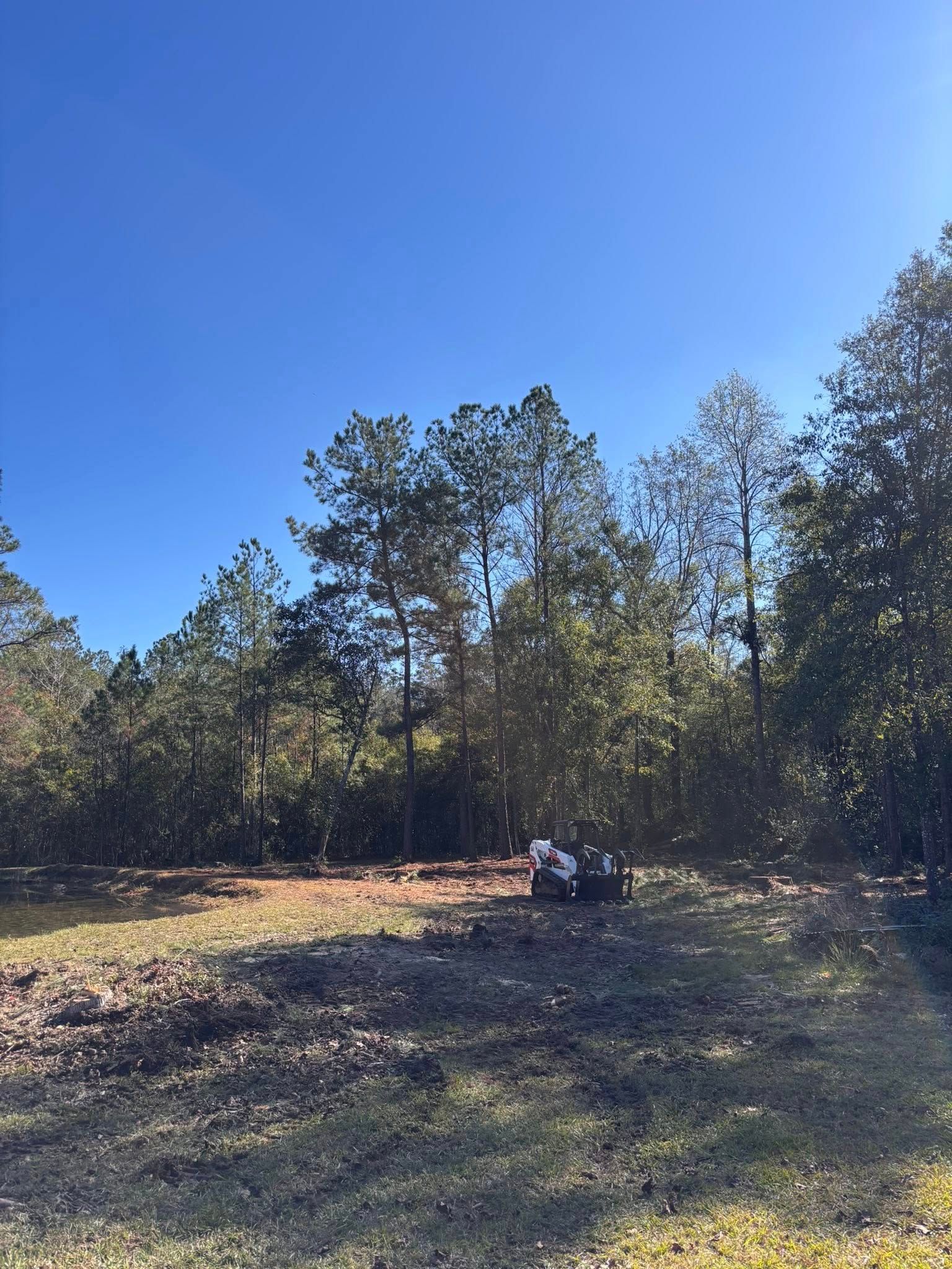 A small white construction skid steer sits in a cleared, grassy lot in front of a dense line of pine trees under a blue sky.