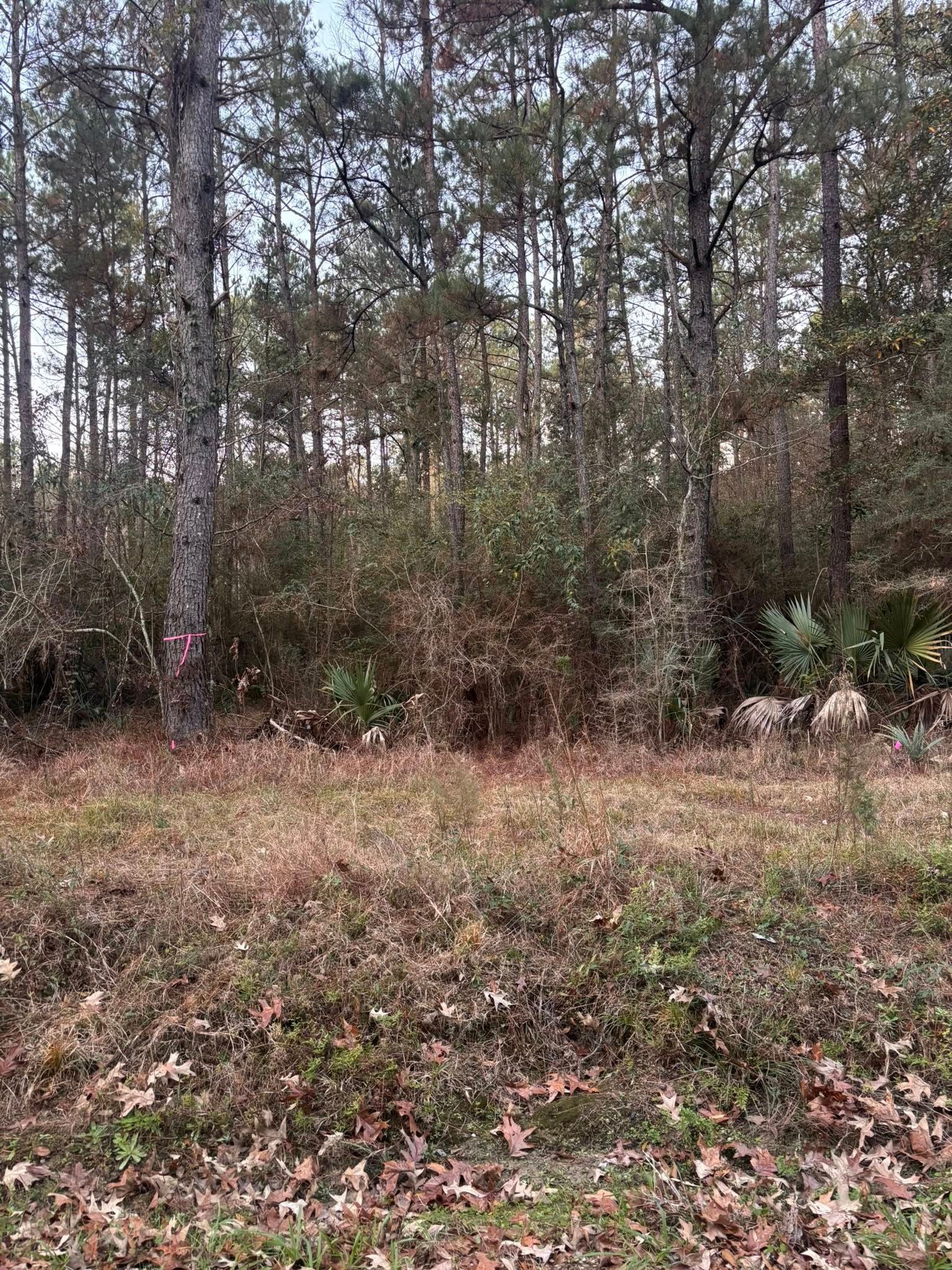 A sunny, grassy clearing edges a dense forest of pine trees and underbrush.