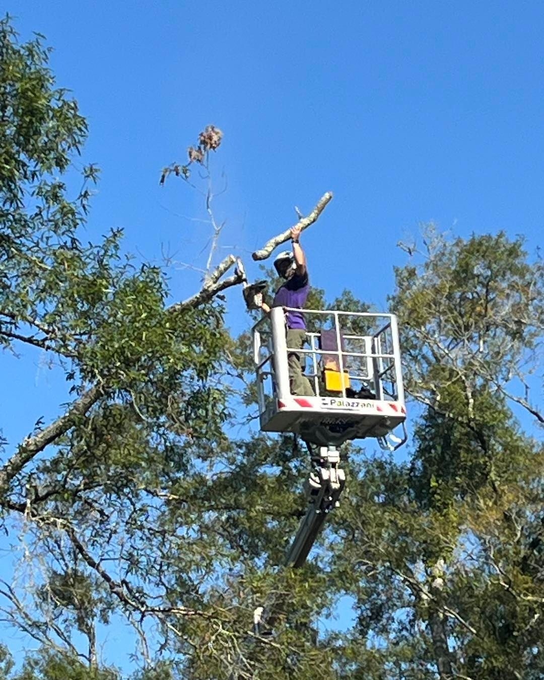 A person in a bucket lift prunes branches from a tree against a clear blue sky.